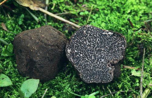 Umbria Valnerina in Noble Residence near Spoleto Apartment x 4-6 persons - Foto 30