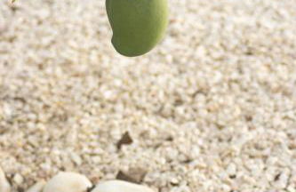 Urban Beach - A Algarvia - Photo 22