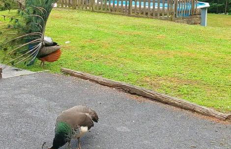 Cabaña tirolesa a 10 km de Bakio en parcela privada - Foto 25