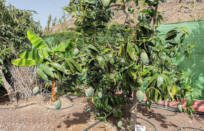 Sol Mogan Suites - Foto 69