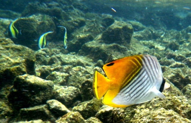 Kehena Treetop 1 Bedroom Home by RedAwning - Foto 16