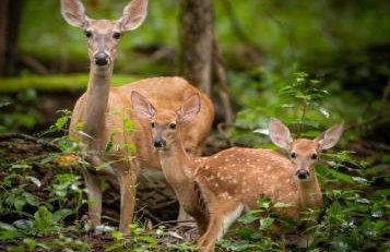 The Gemini-a dreamy, waterfront tiny cabin - Foto 35