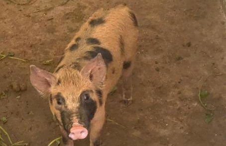 Hotel Fazenda Bonanza - Foto 62