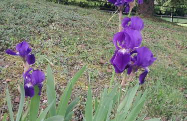 Villa Paradiso - Foto 40