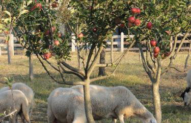 Aroggia Farm - Foto 36