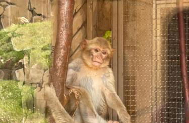 Ferienhaus Rose mit Sauna und HS-Card - Greschuk Apartments - Photo 13