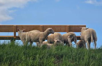 Oase am Deich - Photo 62