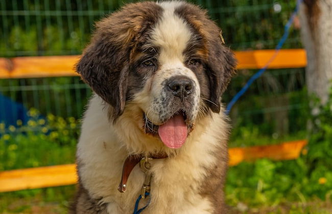 Alya Kartepe Villa Hotel - Foto 66