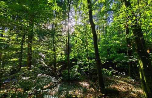 Unterkunft4you Ferienhaus Zum Burgfried - Foto 65