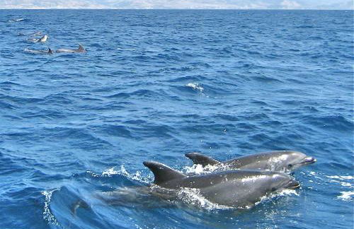 Finca Meerlust - Las Ballenas - Foto 37