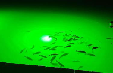 Blue Ocean Bungalow - Foto 41