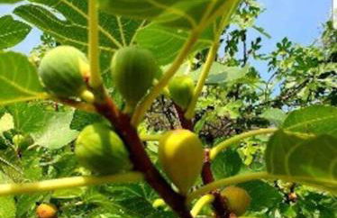 Apartment Fragonard with heated pool and large private terrace - Foto 46