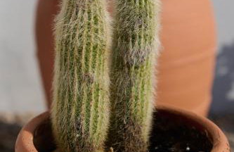 La Familia Luxury Private Maisonettes near the sea - Foto 26