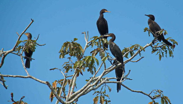 Paseo en barco por la Vía Parque Isla de Salamanca - Foto 4, Cormoranes