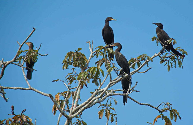 Paseo en barco por la Vía Parque Isla de Salamanca - Foto 4