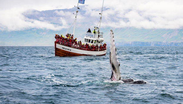 Avvistamento Classico di Balene da Dalvík - Foto 3
