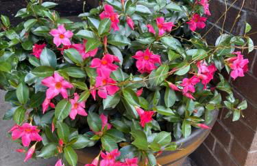 Tree House 6 bedrooms, 2 blocks from everything - Foto 8