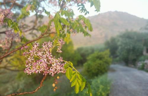 El Cortijuelo de Zalea - Foto 21