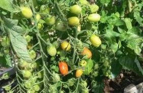 Villa Annetta - Foto 60