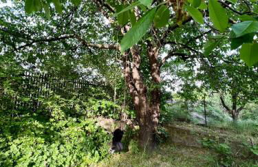 Häuschen in den Erlen - Photo 23