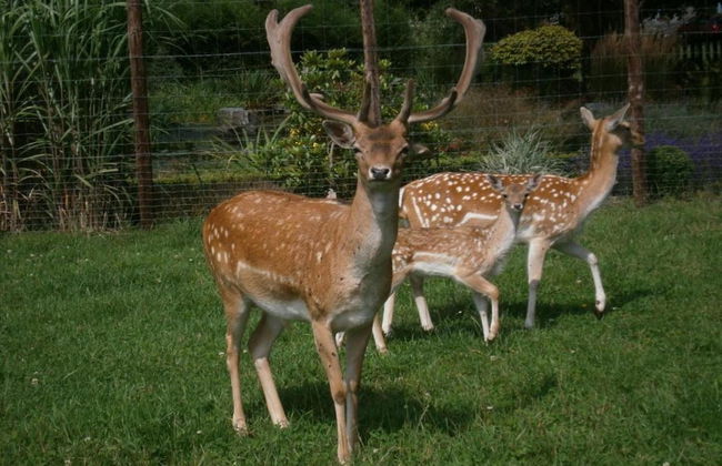 Cottage in Paliseul With Garden - Photo 28