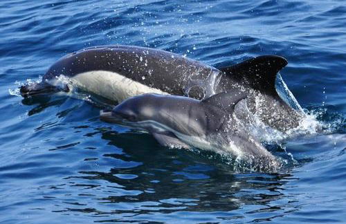 Apartamentos Albeniz - Foto 45