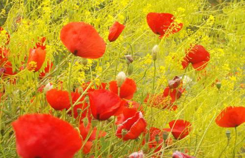 Casa Rural Los Pedregales - Photo 22