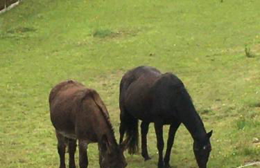 JARDIN DE CAMPAGNE - Foto 42