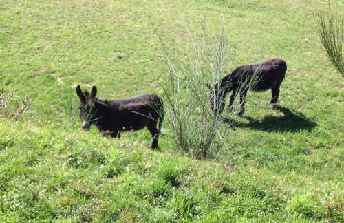 Il Ciliegio Selvatico - Foto 13