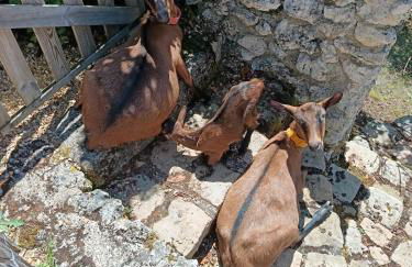 GÎTE "LES GRANGES D'ANTAN" - La FORGE - - Photo 15