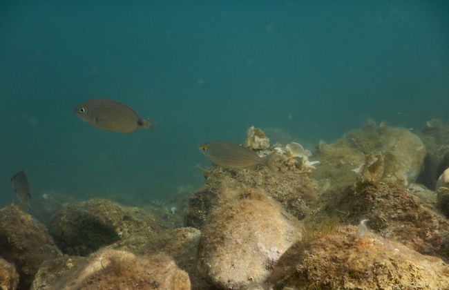 Tamarix Residence - Foto 42