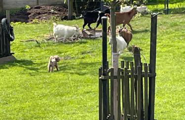 Fewo Landliebe - Foto 43