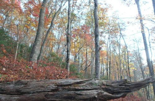 Nantahala Spiritual Retreat - Remote and Peaceful! - Foto 47