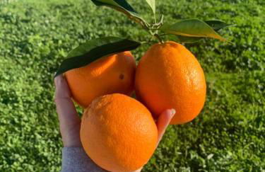 Quinta Kaleidoscope Villa - Foto 21