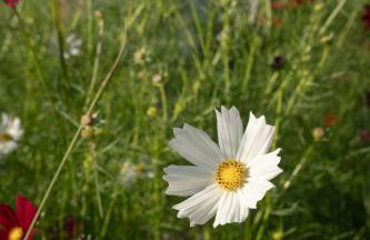 TEKOÁ - Cabana Pitanga - Barreiro, Araxá - Foto 26