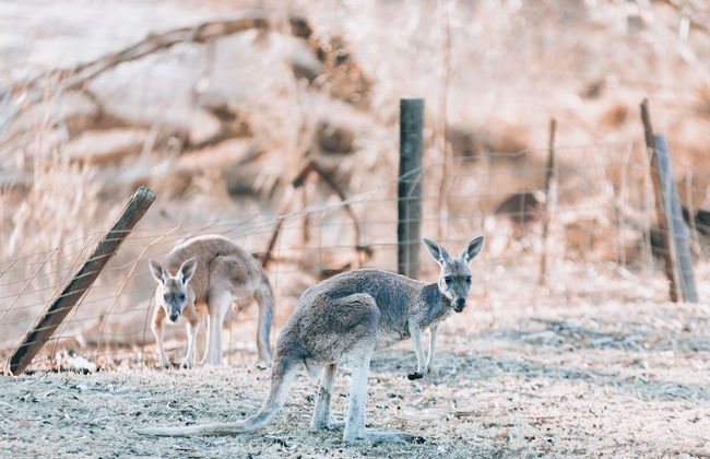 Warrawong on the Darling - Foto 20