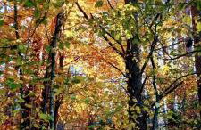 Sosnowy Azyl - Foto 78