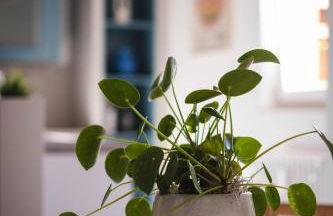 Apartment am Kurpark mit traumhafter Terrasse - Foto 13