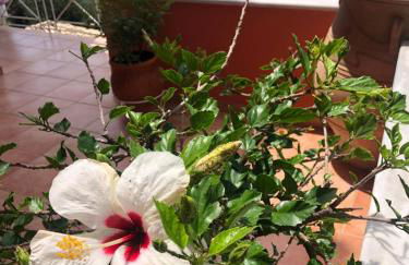 Spyridonou House - Foto 76