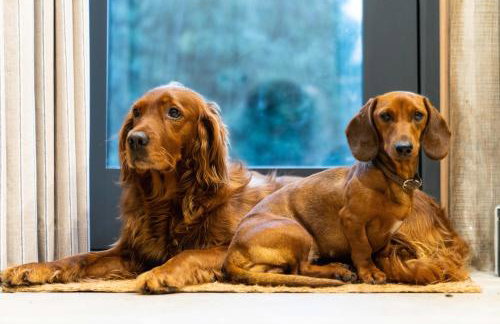 Spinney - a unique open plan barn, with private garden - Foto 7