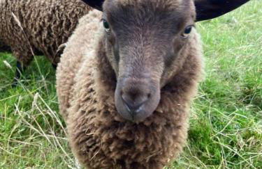 Cosy Rural Retreat, Sleeps 3 & Petfriendly - Foto 49