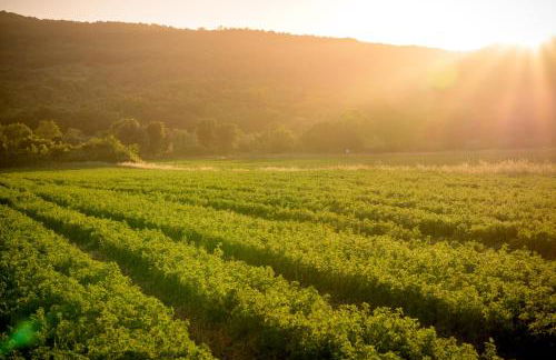 Tenuta Il Cicalino - Foto 51