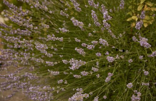 Agriturismo Ca' del Ciuco - Foto 77