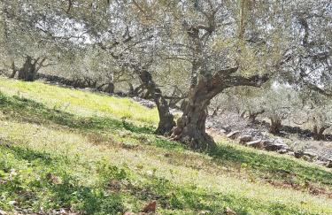 Villa Sidro Krk - Foto 52