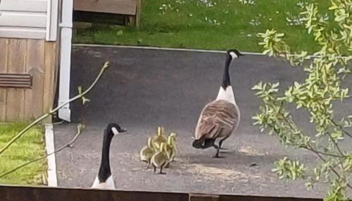 Malton 2-Bed Lodge Sleeps 4 Pet Friendly - Foto 2