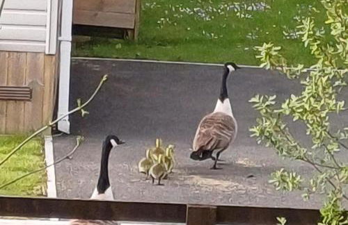 Malton 2-Bed Lodge Sleeps 4 Pet Friendly - Foto 2