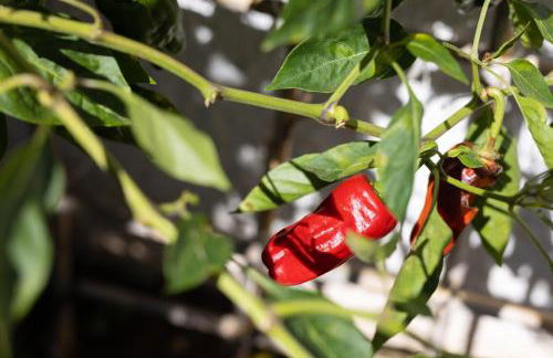 Home2Book Design Asian Sabina, Heated Pool & View - Foto 44