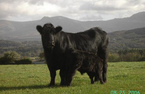 Tyddyn Perthi Farm - Foto 12