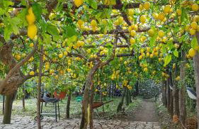 Il Limoneto di Lulù, holidays among the lemon trees - Foto 26