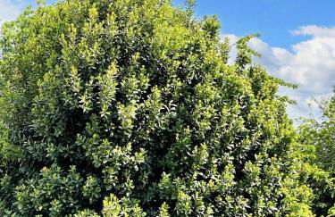 Villa spacieuse à Prailles-La Couarde avec piscine privée 100 m² ! - Foto 41